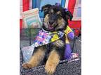 Brooklyn Australian Shepherd Puppy Female