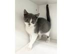 Callaway Domestic Shorthair Kitten Male