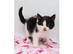 Sindela Domestic Shorthair Kitten Female