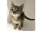 Dorie ~ Available at J&K Mega Pet In Wabash, IN! Domestic Shorthair Kitten