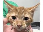 Pond Domestic Shorthair Kitten Male