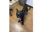 Wrangler Labrador Retriever Young Male