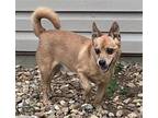 Copper Low Fee! Chihuahua Senior Male