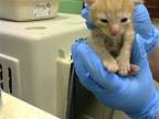 FETTUCCINE Domestic Shorthair Kitten Male
