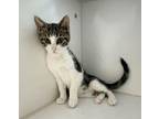 Leah Domestic Shorthair Kitten Female