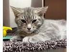 Marco Domestic Shorthair Kitten Male