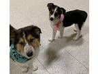 Major Australian Shepherd Puppy Male