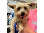 Lily Yorkie, Yorkshire Terrier Adult Female