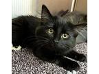 Osita Domestic Longhair Kitten Female