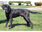 Bufred Labrador Retriever Adult Male