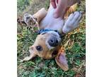 Poppi Mixed Breed (Medium) Puppy Female
