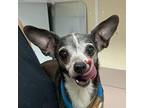 Maude Chihuahua Senior Female