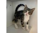 Lance Domestic Shorthair Kitten Male