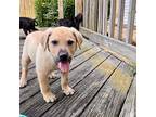 JASPER Labrador Retriever Puppy Male