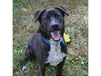 RADAR Labrador Retriever Adult Male