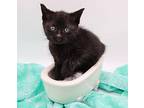 Kiara V Domestic Shorthair Kitten Female