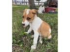 Mally Catahoula Leopard Dog Puppy Female