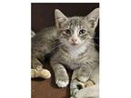 Harper Domestic Shorthair Kitten Female