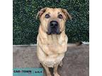 Sedrick German Shepherd Dog Adult Male