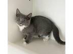 Elisa Domestic Shorthair Kitten Female