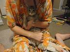 Edelmar Domestic Shorthair Kitten Male