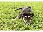 JEBB German Shepherd Dog Puppy Male