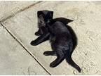 Leopard Domestic Shorthair Kitten Female