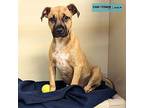 Hazel American Pit Bull Terrier Puppy Female