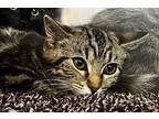 Polo Domestic Longhair Kitten Female