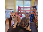 Pita Domestic Shorthair Kitten Male