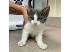 Pancake Domestic Shorthair Kitten Female