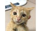 Zinger Domestic Shorthair Kitten Male