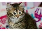 Piper Maine Coon Kitten Female