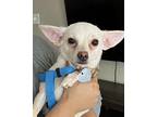 Bella Chihuahua Adult Female