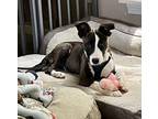 Latte American Staffordshire Terrier Puppy Female