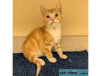 Jesse Domestic Shorthair Kitten Male
