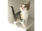 Phlox Domestic Shorthair Kitten Female