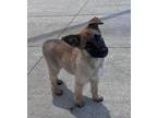 Aladdin German Shepherd Dog Puppy Male
