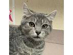 Meatball Domestic Shorthair Kitten Male