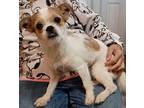 Katie Yorkie, Yorkshire Terrier Young Female
