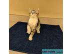 Clyde Domestic Shorthair Kitten Male