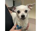 Millie Chihuahua Senior Female