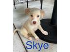 SKYE and SAM Border Collie Puppy Female