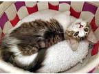 Shaggy Maine Coon Kitten Male