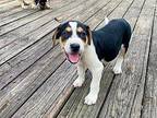 JORDY Beagle Puppy Female