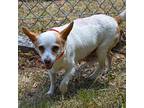 SWEET PEA Chihuahua Senior Female