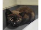 Glinda Domestic Shorthair Kitten Female