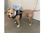 Atari - Pitbull with Emotional Support Vest #3 Adult Female
