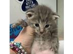 Hojo Domestic Shorthair Kitten Male