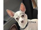 Chica Chihuahua Puppy Female